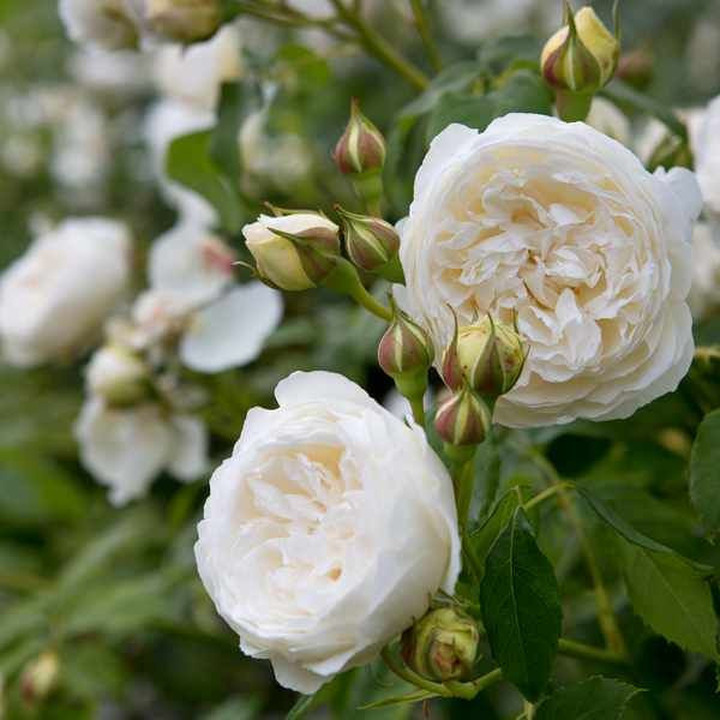 Rožė (Lot Rosa) 'Clair Austin' C5/P23 | ROŽĖS | KRŪMAI