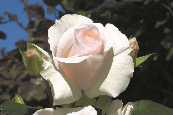Rožė (Lot Rosa) 'Schneewalzer' C5/P23 | ROŽĖS | KRŪMAI
