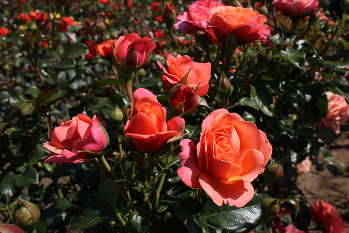 Rožė (F) (Lot Rosa (F)) C7,5/P26 STIEBAS 70 CM | ROŽĖS | KRŪMAI