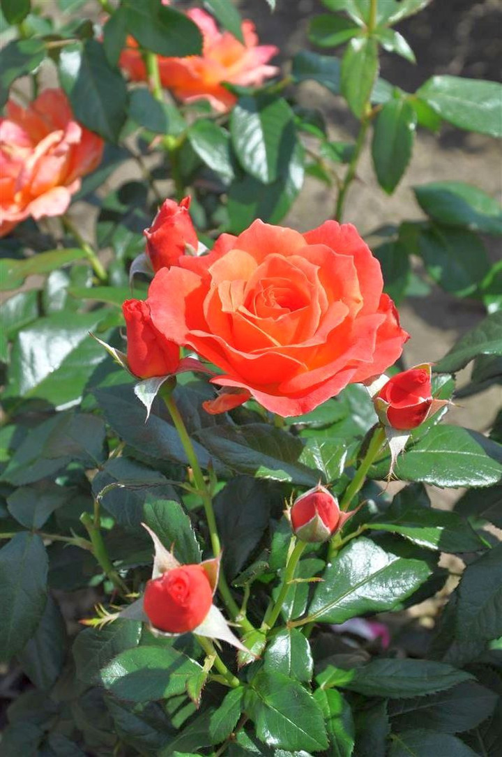 Rožė (F) (Lot Rosa (F)) C5/P23 | ROŽĖS | KRŪMAI