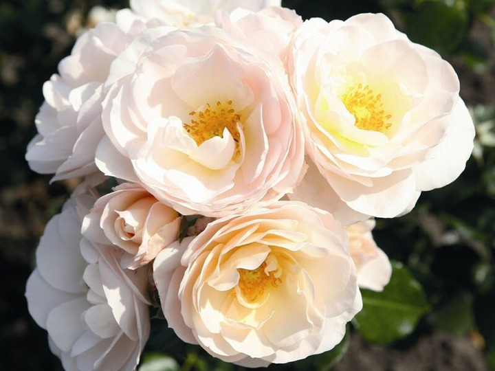 Rožė (Lot Rosa) 'Sirius' C3/P19 | ROŽĖS | KRŪMAI