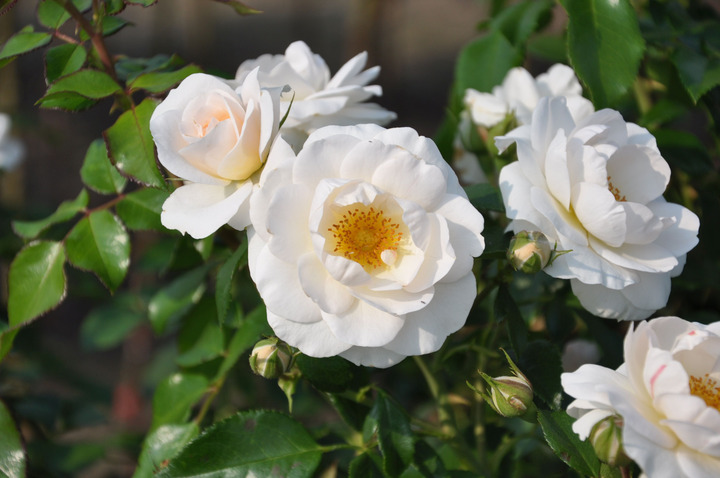 Rožė (Lot Rosa) 'Sirius' C7,5/P26 STIEBAS 90 CM | ROŽĖS | KRŪMAI
