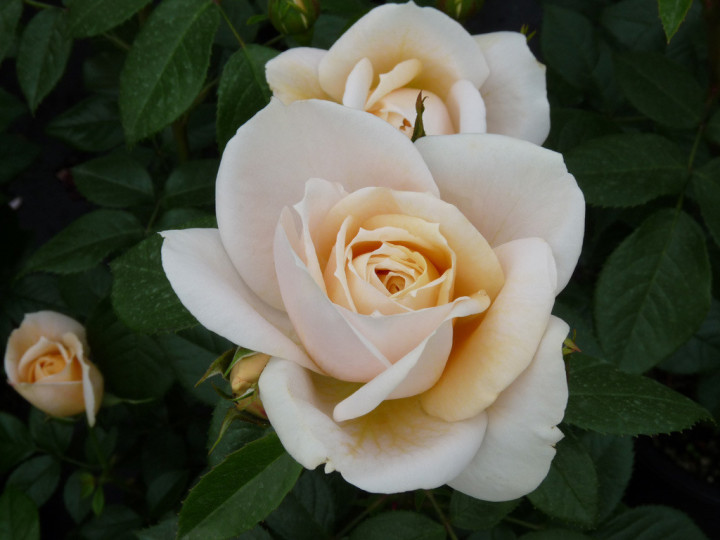 Rožė (Lot Rosa) 'Lion's Rose' C3/P19