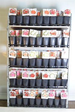 Rožė MIX (Lot Rosa price)  C3 ROSES CONTAINER