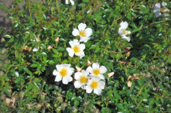Rožė (M) (Lot Rosa (M)) 'Sonnenroschen' C3/P19 | ROŽĖS | KRŪMAI