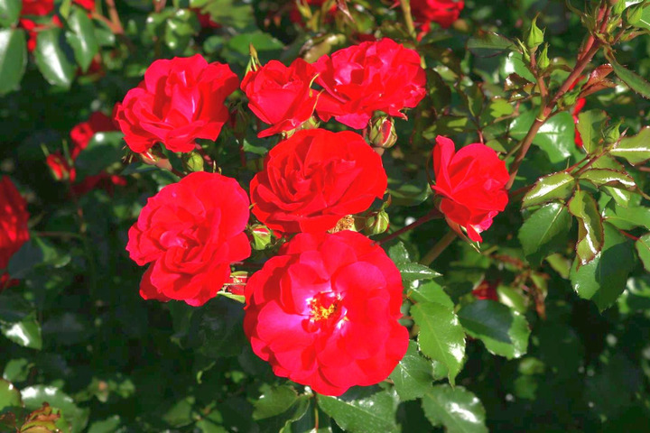 Rožė Rotilia (Lot Rosa Rotilia) C3/P19 | ROŽĖS | KRŪMAI