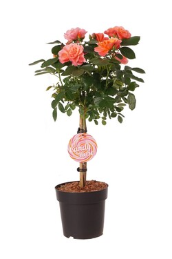 Rose (Lot Rose) 'Sugar Candy' C5/P23