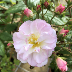 Rožė (K) (Lot Rosa (K)) 'Sweet Siluetta' C5/P23 | ROŽĖS | KRŪMAI