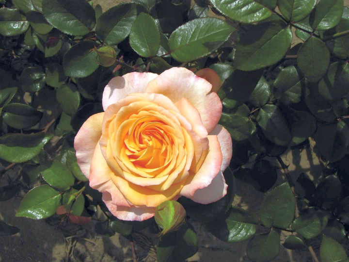 Rožė (Lot Rosa) 'Scented Memory' C3/P19 (PDN) | ROŽĖS | KRŪMAI