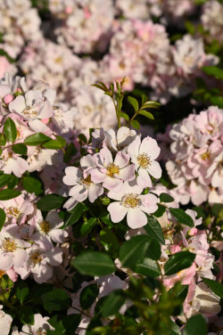 Rožė (M) (Lot Rosa (M)) 'Sternenhimmel' C3/P19 | ROŽĖS | KRŪMAI