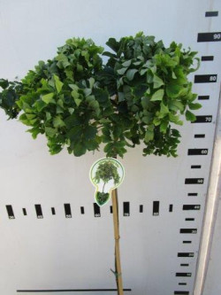 Robinija (Lot Robinia) 'Twisty Baby' C4/P21 STIEBAS 60 CM