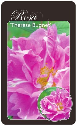 Rožė (R) (Lot Rosa (R)) 'Therese Bugnet' BR