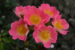 Rožė (Lot Rosa) 'Topolina' C5/P23 STIEBAS 50 CM | ROŽĖS | KRŪMAI