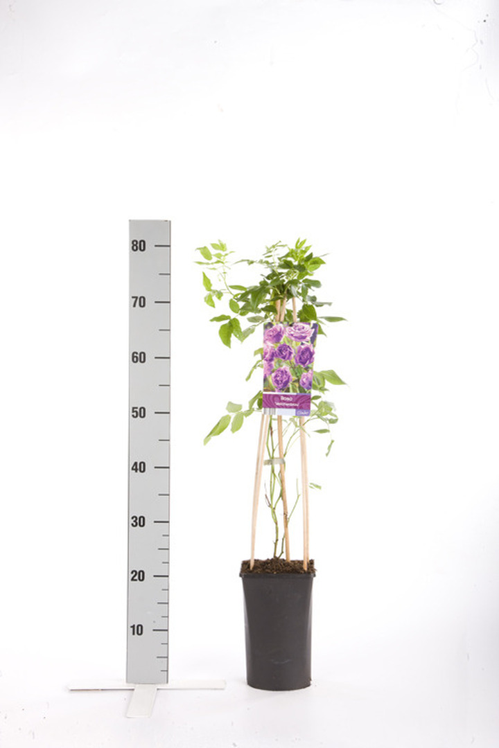 Rožė (K) (Lot Rosa (K)) 'Veilchenblau' C2,5 70 CM 4 ST(SP)