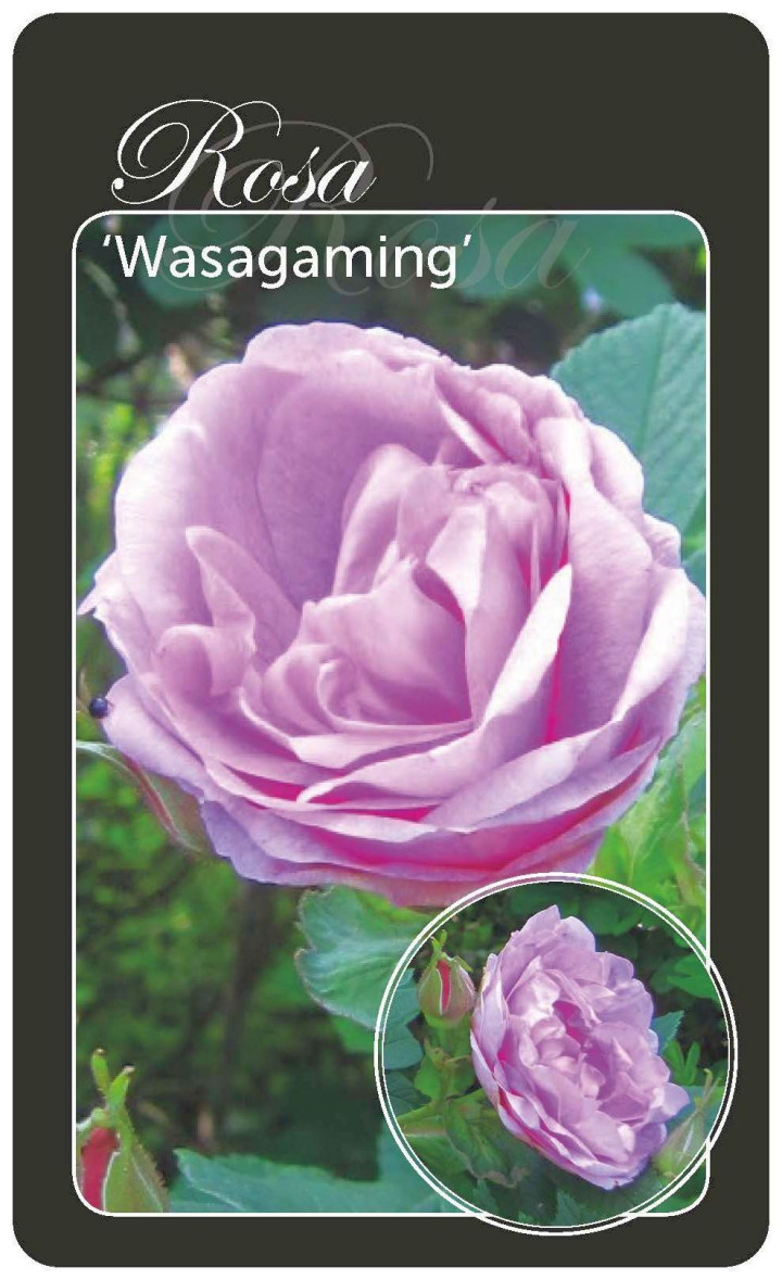 Rožė (R) (Lot Rosa (R)) 'Wasagaming' BR