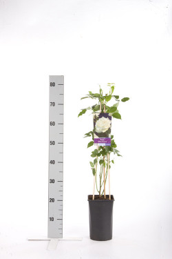Rožė (K) (Lot Rosa (K)) 'White Climber' C2,5 70 CM 4 ST(SP) - nuotrauka 1