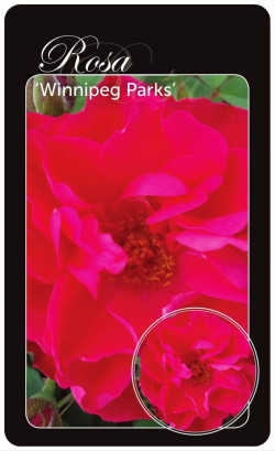 Rožė (Lot Rosa) 'Winnipeg Parks' BR