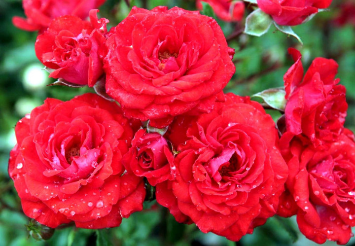 Rožė (M) (Lot Rosa (M)) 'Zwergenfee' C5 STIEBAS 50 CM