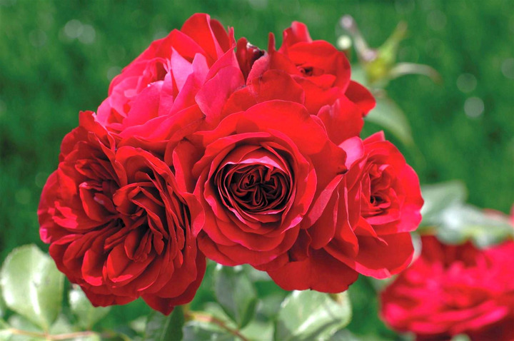 Rožė (F) (Lot Rosa (F)) 'Rouge Meilove' C7,5/P26 STIEBAS 90 CM | ROŽĖS | KRŪMAI