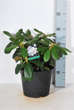 Rododendras jakušimaninis (Lot Rhododendron (Y)) 'Schneekrone' C5/P23 25-30 CM - nuotrauka 1