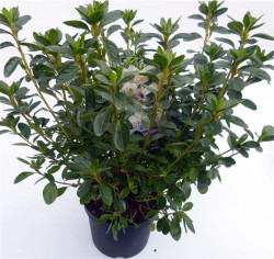 Rododendras (Lot Rhododendron) 'Schneewittchen' C3/P19 30-35 CM