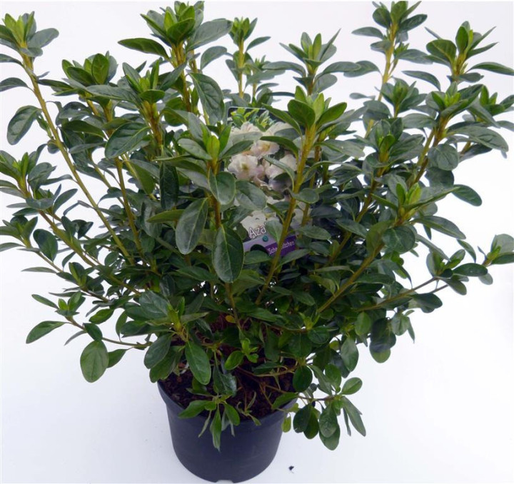 Rododendras (Lot Rhododendron) 'Schneewittchen' C3/P19 30-35 CM