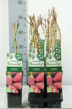 Ilgavaisė gervuogė (Lot Rubus log.) 'Loganberry' C2/P17 30-35 CM - nuotrauka 1