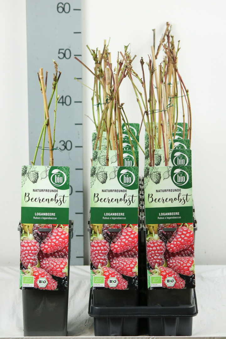 Ilgavaisė gervuogė (Lot Rubus log.) 'Loganberry' C2/P17 30-35 CM | GERVUOGĖS | VAISMEDŽIAI - VAISKRŪMIAI