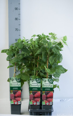 Ilgavaisė gervuogė (Lot Rubus log.) 'Loganberry' C2/P17 30-35 CM - nuotrauka 2