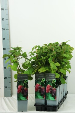 Ilgavaisė gervuogė (Lot Rubus log.) 'Loganberry' C2/P17 30-40 CM | GERVUOGĖS | VAISMEDŽIAI - VAISKRŪMIAI