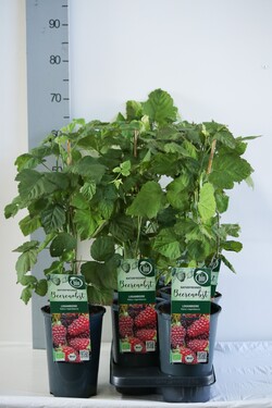 Ilgavaisė gervuogė (Lot Rubus log.) 'Loganberry' C3/P19 40-50 CM - nuotrauka 2