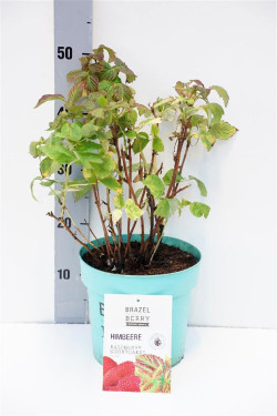 Šilauogė (Lot Rubus BrazelBerry) 'Ras.Shortcake' C4/P21 25-30 CM | ŠILAUOGĖS | VAISMEDŽIAI - VAISKRŪMIAI