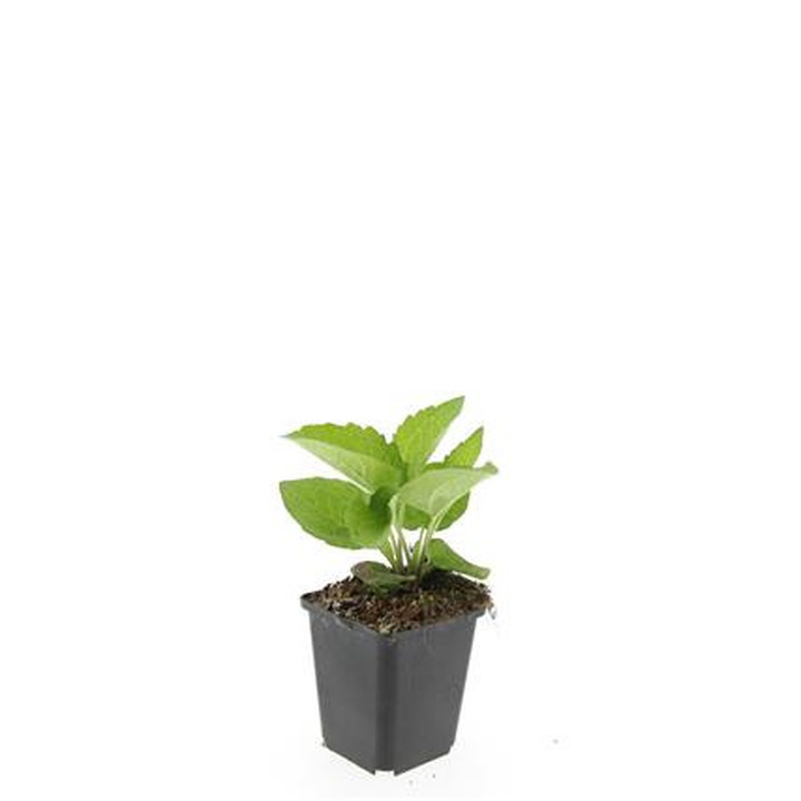 Rudbekija (Lot Rudbeckia f.) 'Goldsturm' P9 JAUNI AUGALAI