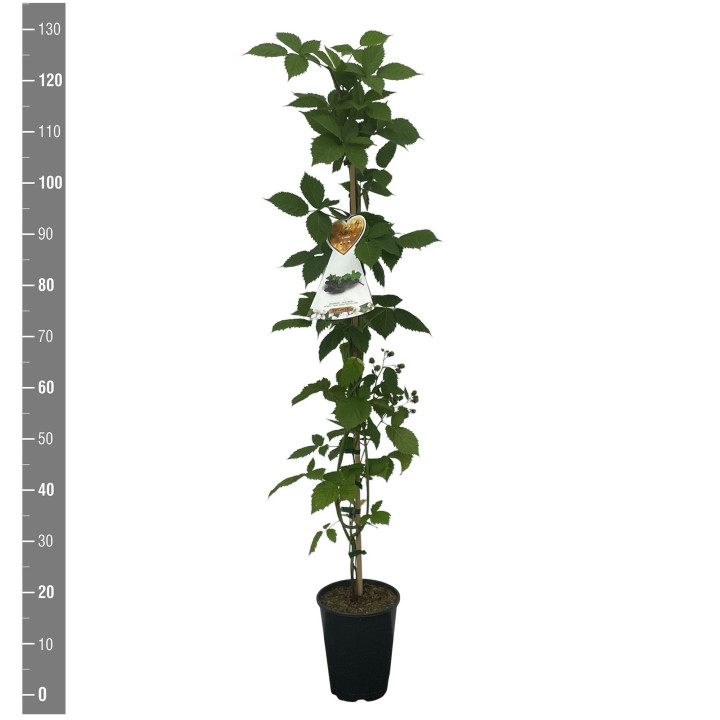 Gervuogė (Lot Rubus frut.) 'Armando' C4/P21 120 CM STOK | GERVUOGĖS | VAISMEDŽIAI - VAISKRŪMIAI