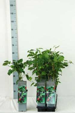 Gervuogė (Lot Rubus frut.) 'Black Satin' C2/P17 30-40 CM | GERVUOGĖS | VAISMEDŽIAI - VAISKRŪMIAI