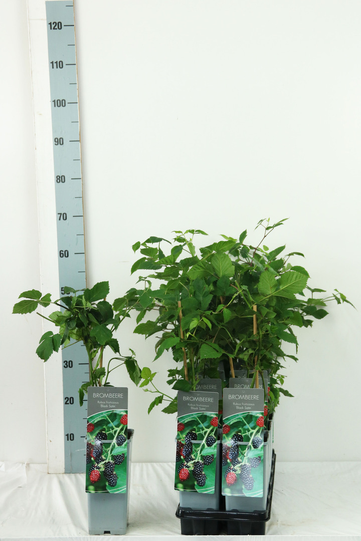 Gervuogė (Lot Rubus frut.) 'Black Satin' C2/P17 30-40 CM | GERVUOGĖS | VAISMEDŽIAI - VAISKRŪMIAI