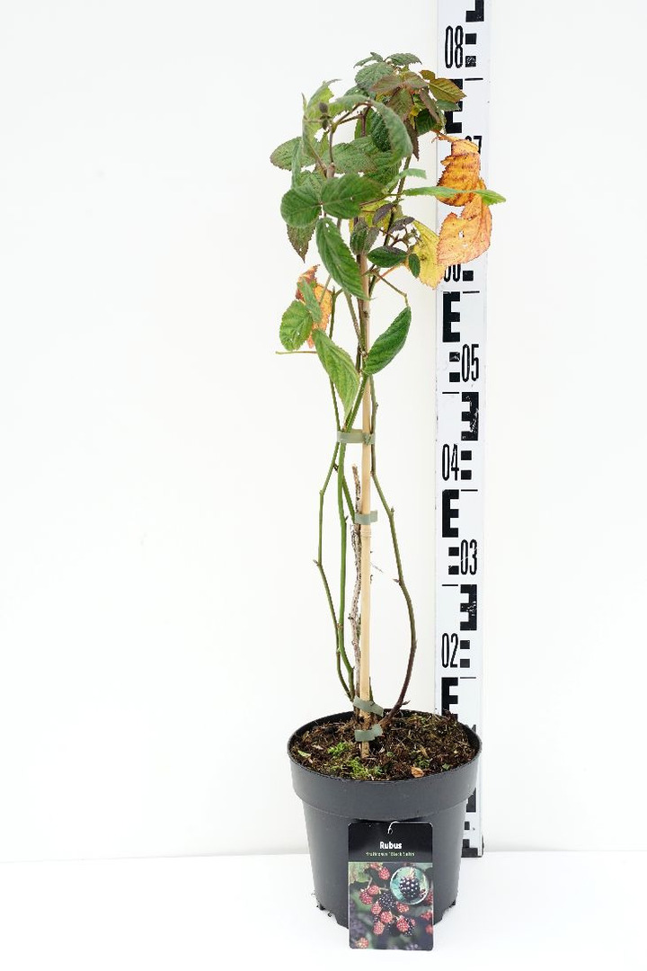 Gervuogė (Lot Rubus frut.) 'Black Satin' C3/P19 40-50 CM | GERVUOGĖS | VAISMEDŽIAI - VAISKRŪMIAI