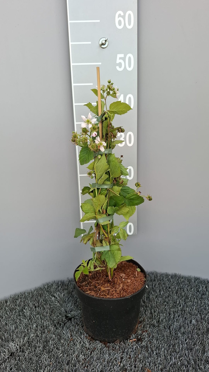 Gervuogė (Lot Rubus frut.) 'Black Satin' C3/P19 40-50 CM | GERVUOGĖS | VAISMEDŽIAI - VAISKRŪMIAI