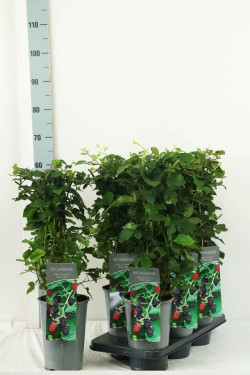 Gervuogė (Lot Rubus frut.) 'Black Satin' C3/P19 40-60 CM | GERVUOGĖS | VAISMEDŽIAI - VAISKRŪMIAI