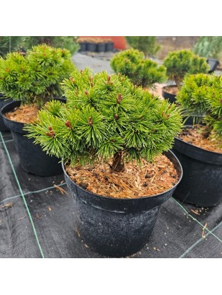 Pušis Kablelinė (Pinus Uncinata) 'COMPACTA C7.
