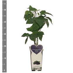 Gervuogė (Lot Rubus frut.) 'Chester Thornless' C2/P17 BUSH - nuotrauka 2