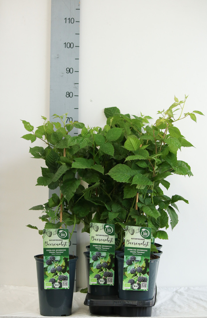 Gervuogė (Lot Rubus frut.) 'Chester Thornless' C3/P19 40-50 CM | GERVUOGĖS | VAISMEDŽIAI - VAISKRŪMIAI