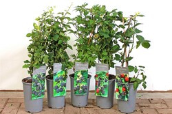 Gervuogė MIX (Lot Rubus frut.)  C3/P19 40-50 CM