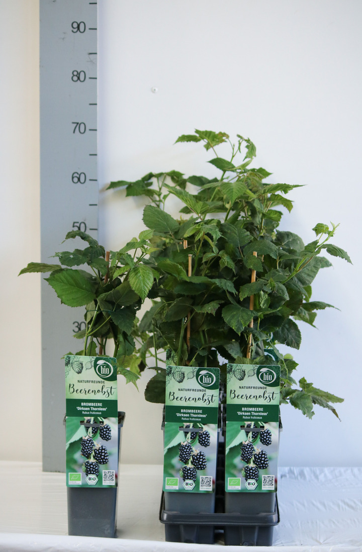 Gervuogė (Lot Rubus frut.) 'Dirksen Thornless' C2/P17 30-35 CM | GERVUOGĖS | VAISMEDŽIAI - VAISKRŪMIAI
