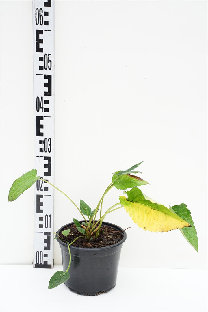 Rudbekija (Lot Rudbeckia f.) 'Goldschirm' C2/P17 | RUDBEKIJOS | DAUGIAMETĖS GĖLĖS