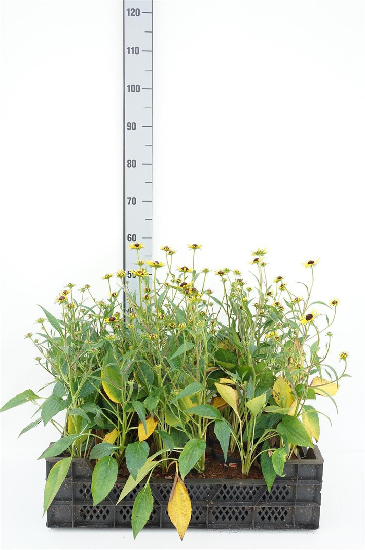 Rudbekija žėrinčioji (Lot Rudbeckia fulg.) 'Little Goldsturm' P9 JAUNI AUGALAI