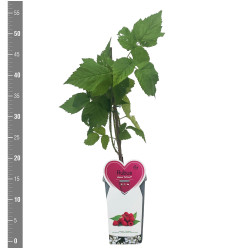 Gervuogė (Lot Rubus frut.) 'Loch Ness' C2/P17 BUSH - nuotrauka 2