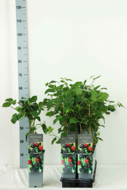 Gervuogė (Lot Rubus frut.) 'Navaho' C2/P17 30-40 CM - nuotrauka 2