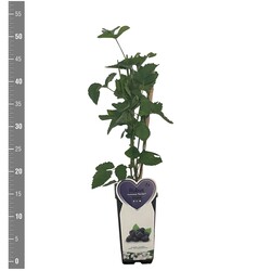 Gervuogė (Lot Rubus frut.) 'Navaho' C2/P17 BUSH - nuotrauka 2