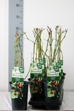 Gervuogė (Lot Rubus frut.) 'Navaho' C3/P19 40-60 CM - nuotrauka 1